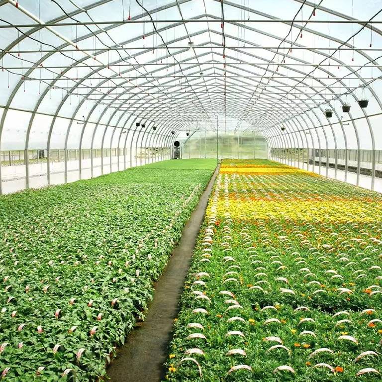 Crop beds and flowering plants laid out inside a multi span greenhouse