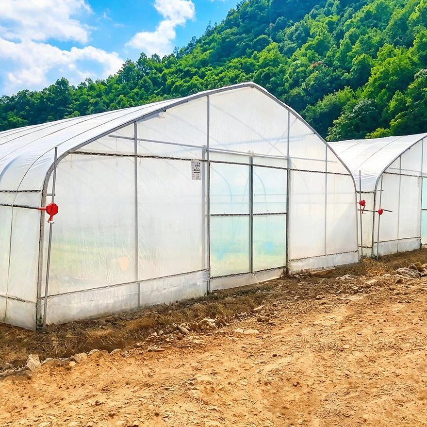 Film greenhouse with a timber frame standing beside woodland