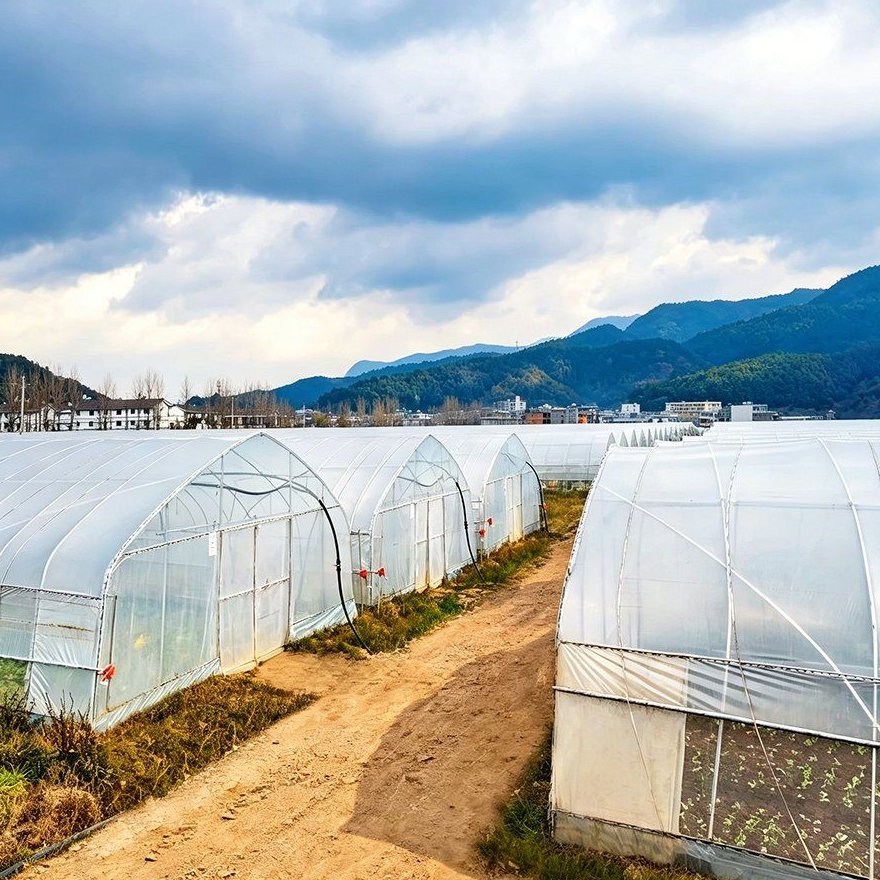 Film greenhouse range standing open to a wide sky
