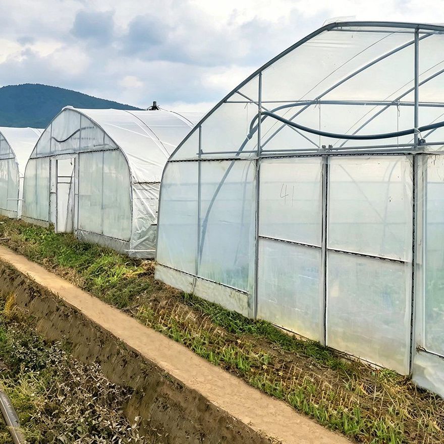 Row of film greenhouses along a field track on an open site