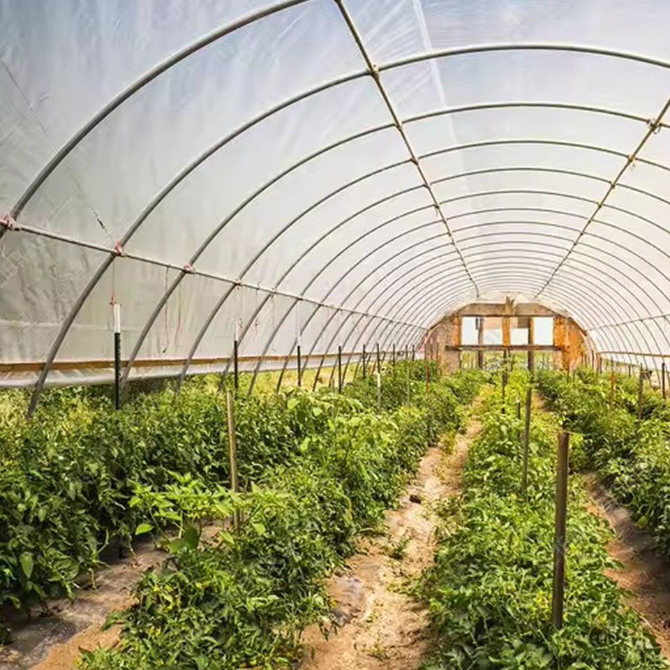 Crop rows running to a gable door inside an arched greenhouse