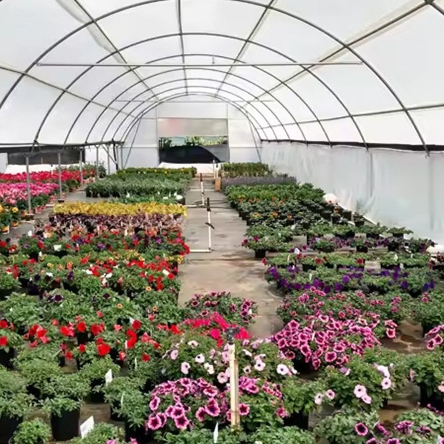 Flowering pot plants on benches inside a film covered greenhouse