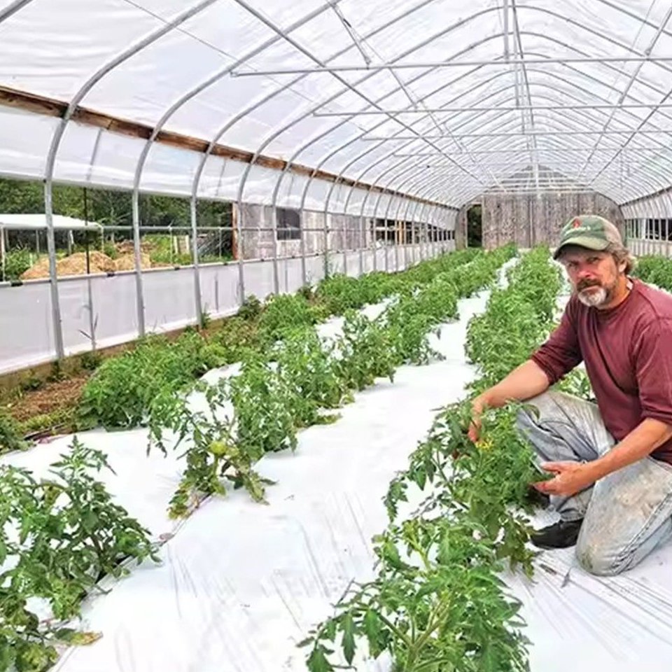 Grower working between crop beds under a film tunnel greenhouse