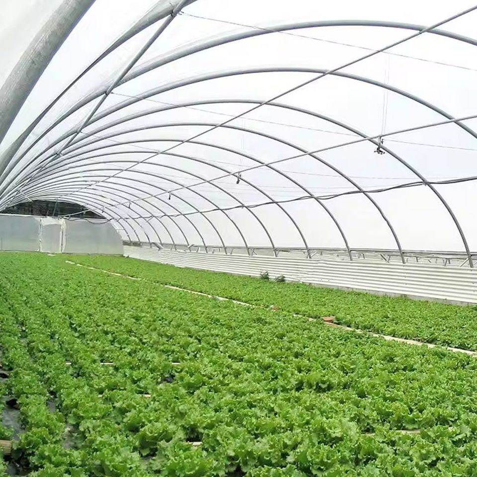 Leafy crop filling the floor of a single span arched greenhouse