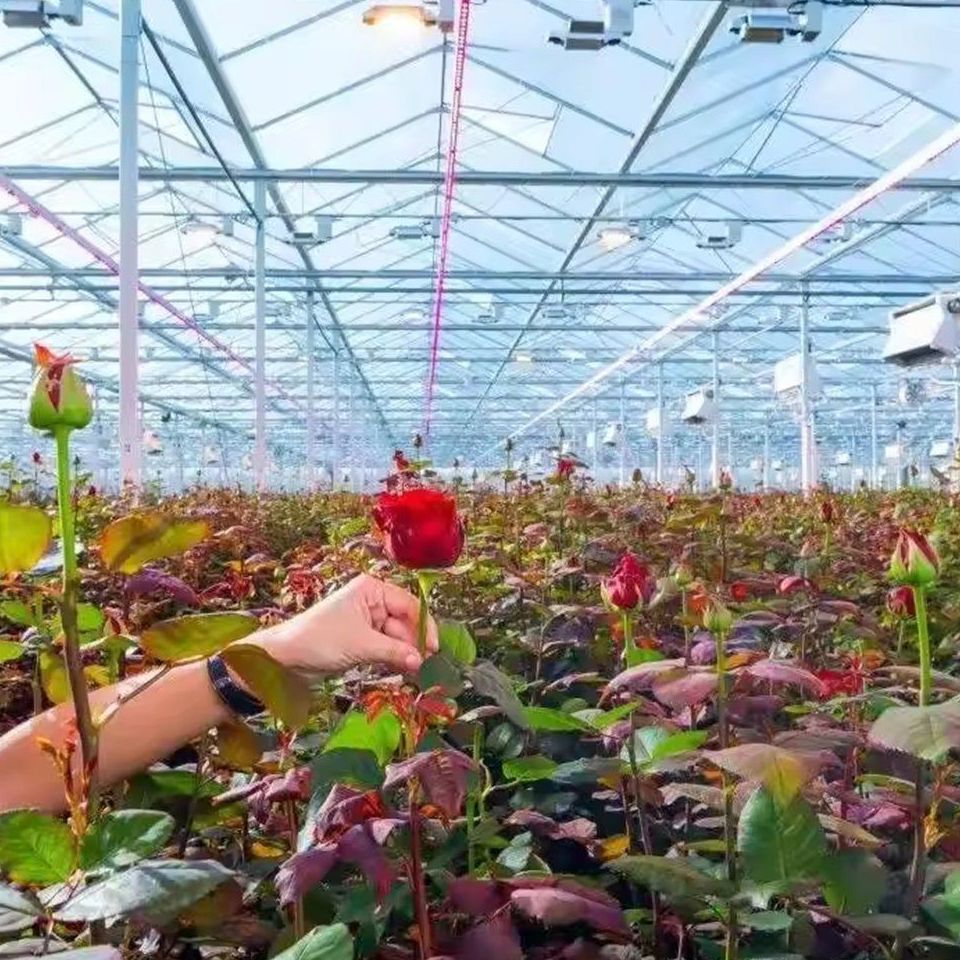 Cut flower crop under a glazed roof with roof ventilators open