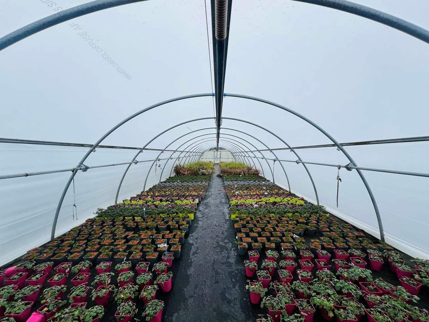 Aisle between flower beds under the arch of a film tunnel greenhouse