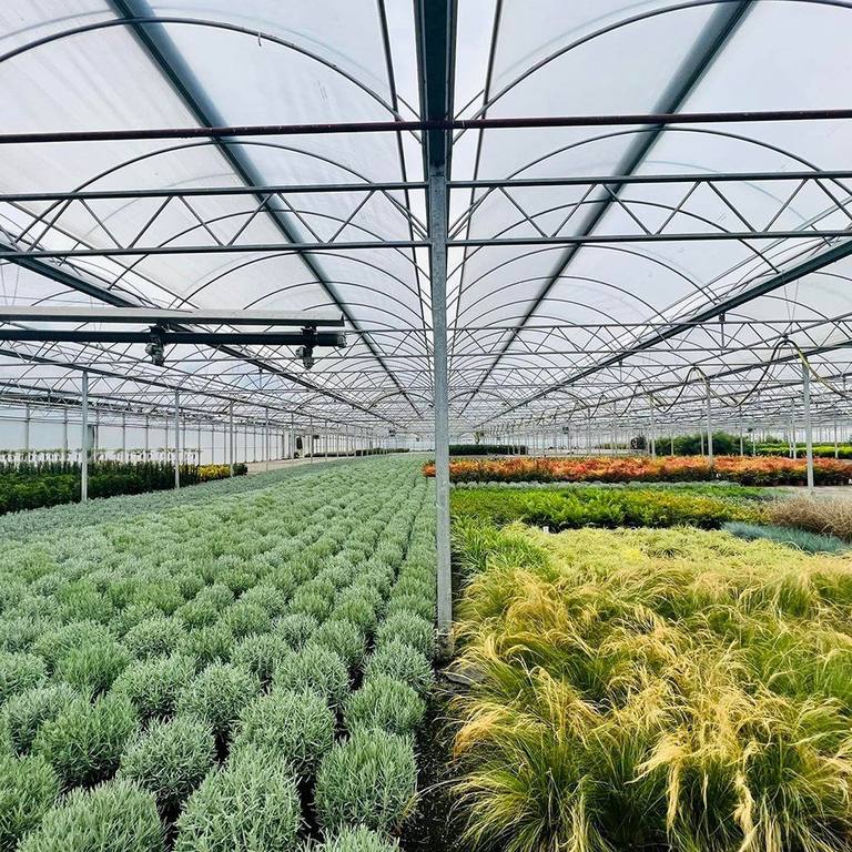 Crop beds and flowering plants inside a multi span film greenhouse