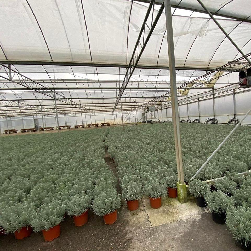 Rows of potted chrysanthemums inside a large film covered greenhouse