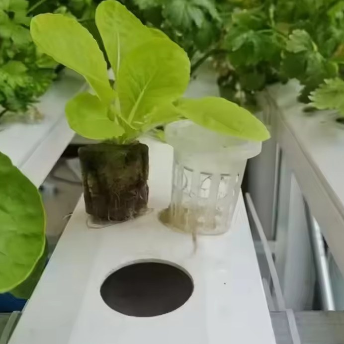 Young lettuce growing in a net pot set into an NFT channel