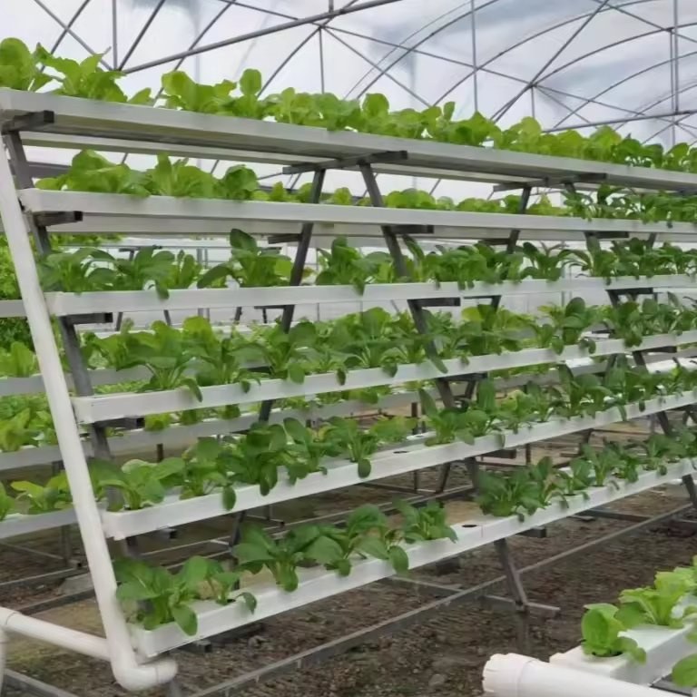 Lettuce growing on tiered hydroponic racks in a greenhouse