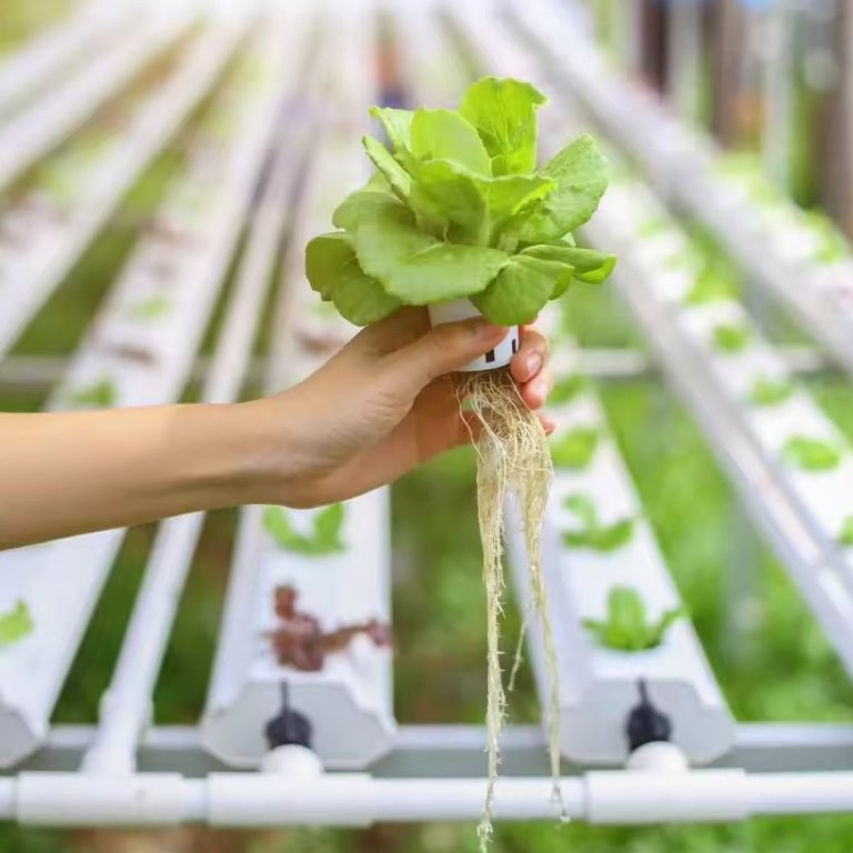 Lettuce seedling lifted from a channel showing clean roots