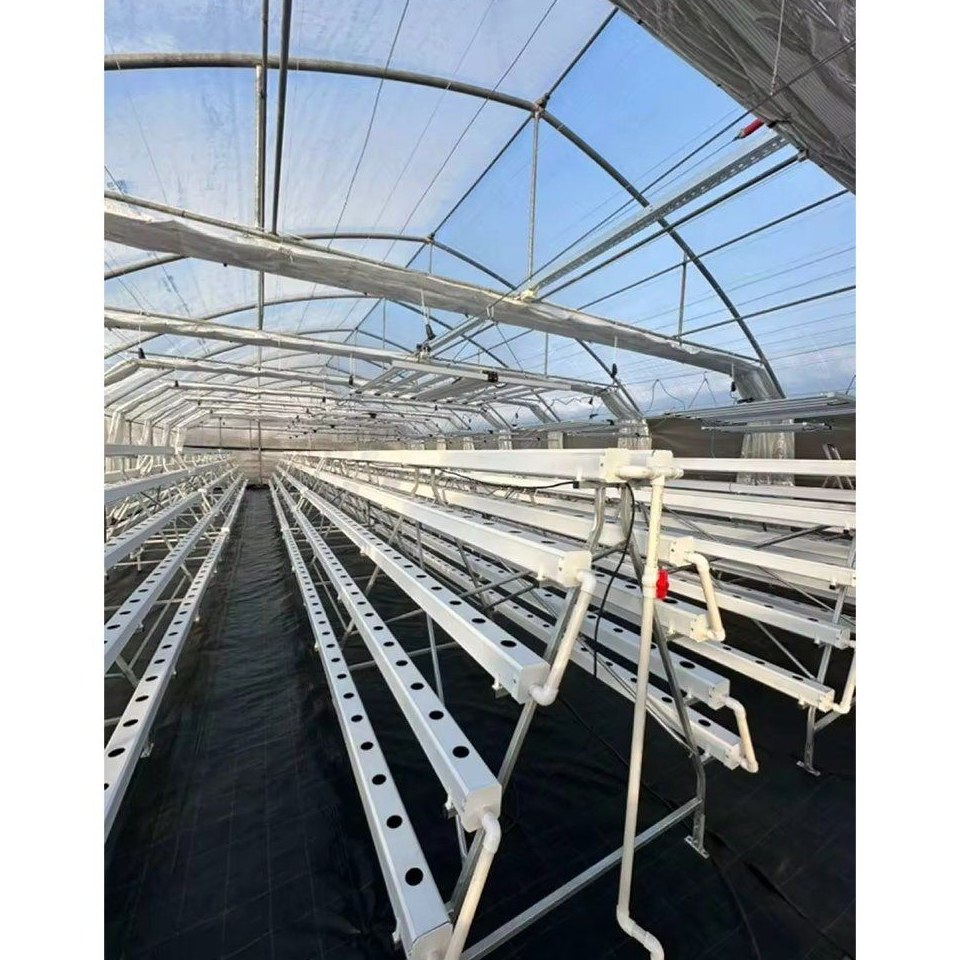 Rows of hydroponic growing channels running the length of a polytunnel