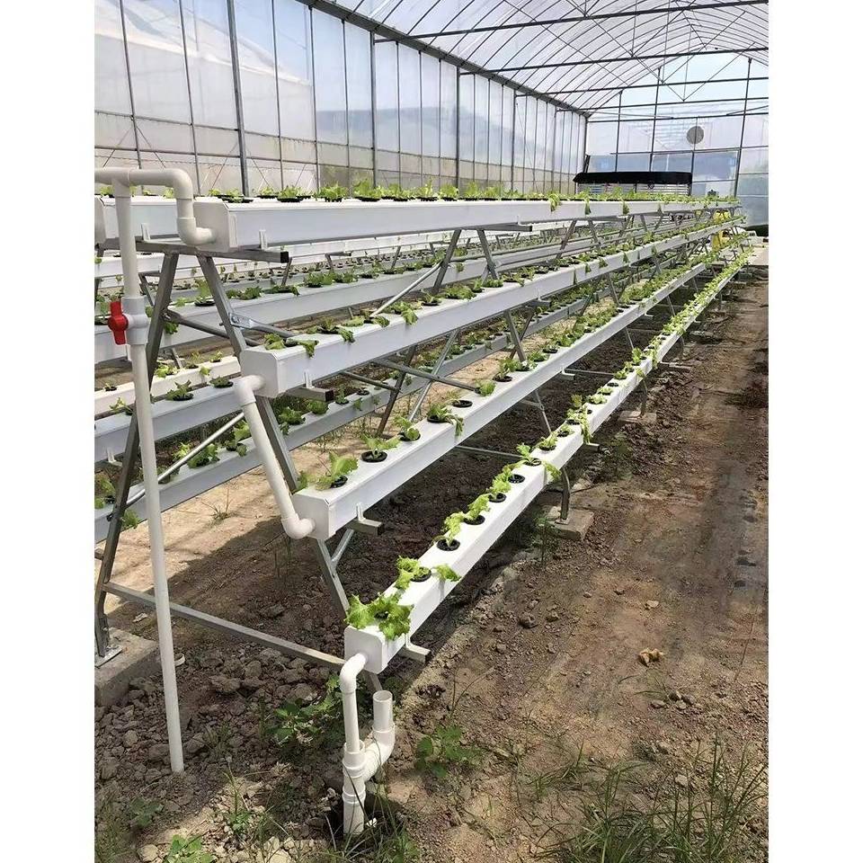 Hydroponic channel rows standing on a soil floor inside a greenhouse