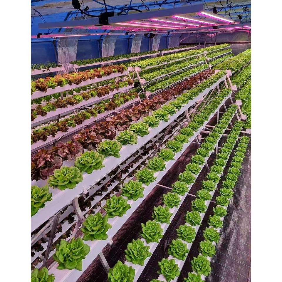 Tiered hydroponic racks with coloured lettuce under grow lights