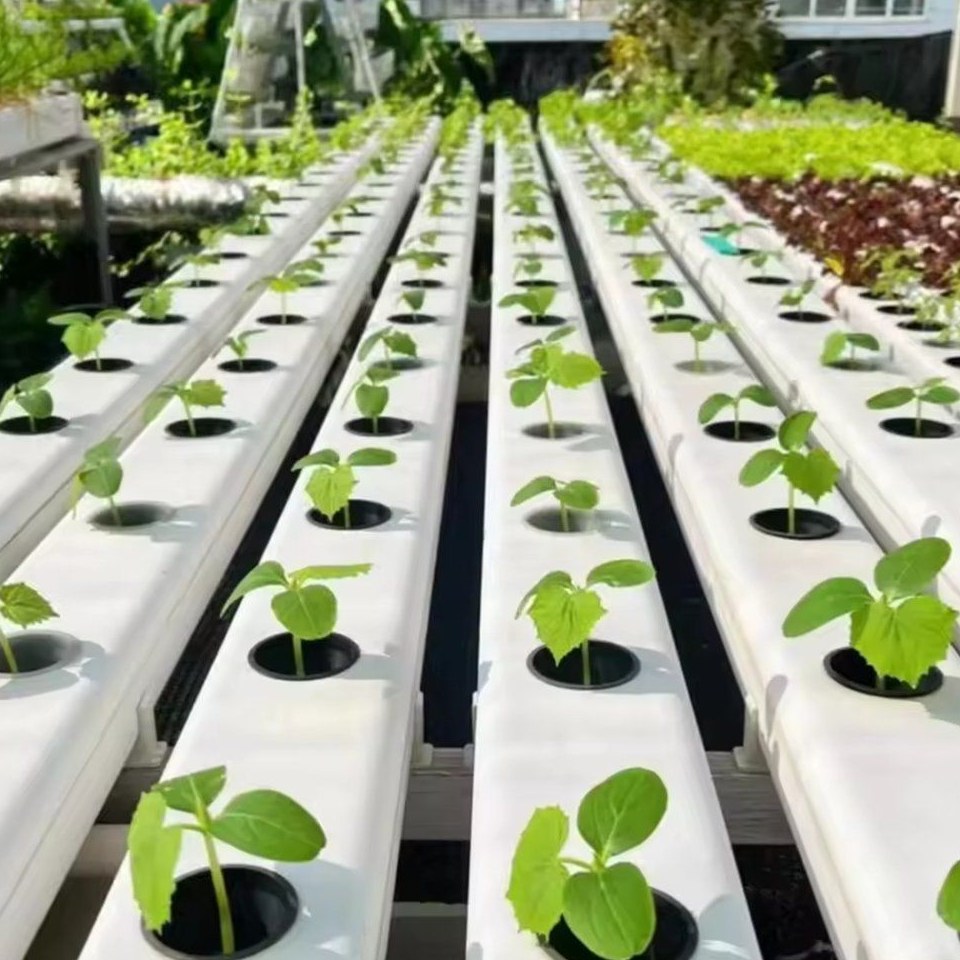 Rows of NFT channels with young lettuce seedlings in the growing holes