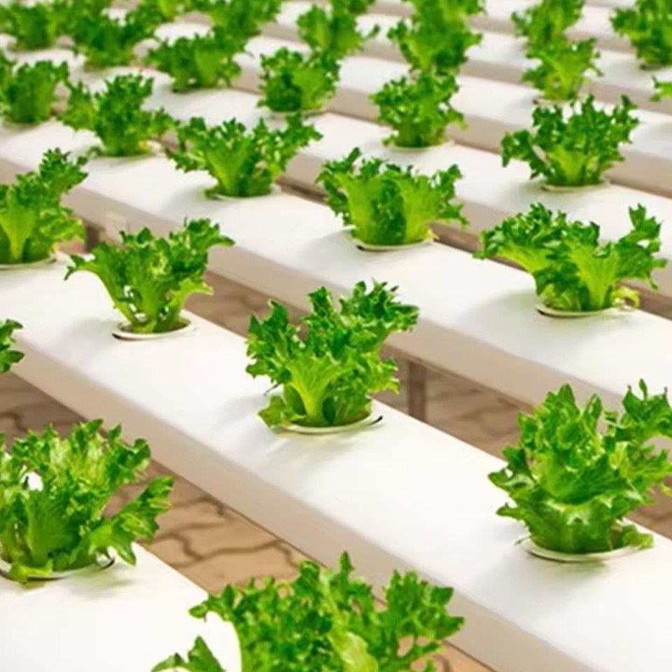 Dense lettuce seedlings sitting in NFT channel growing holes