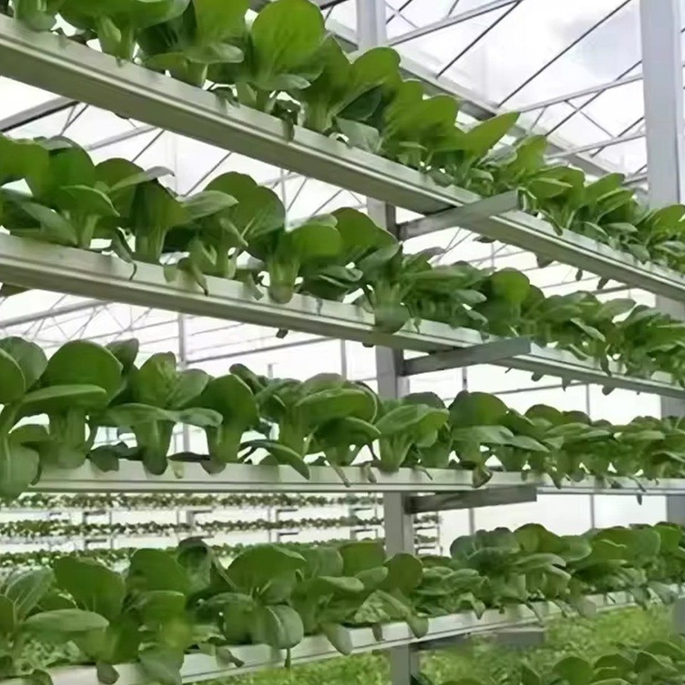 Lettuce growing on tiered hydroponic racks in a bright greenhouse