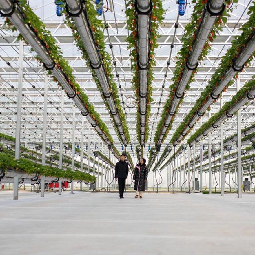 Crop canopy growing under the glass roof of a large greenhouse