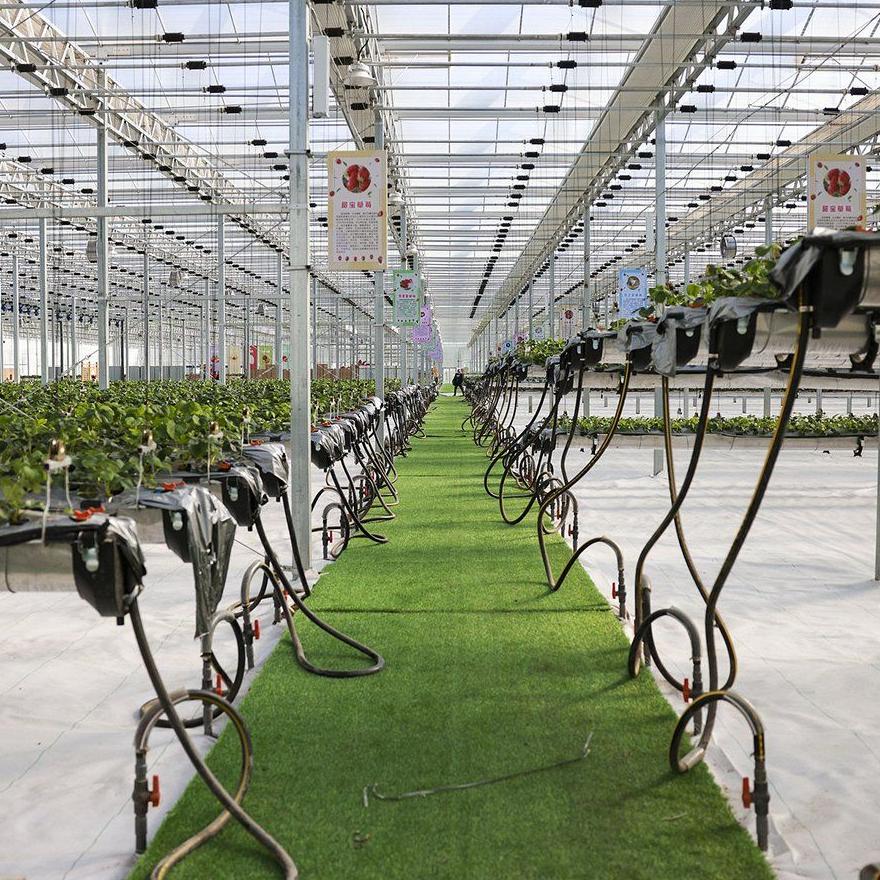 Hydroponic growing rows running the length of a large glass greenhouse