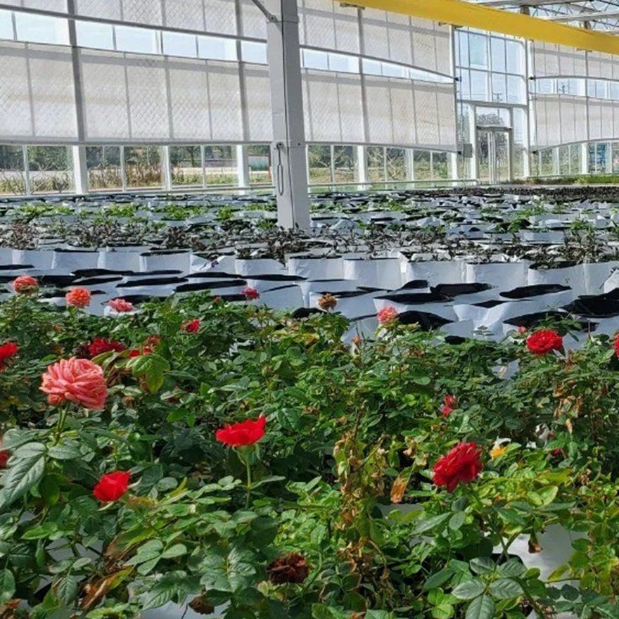 Cut flower beds under the glass roof of a commercial greenhouse
