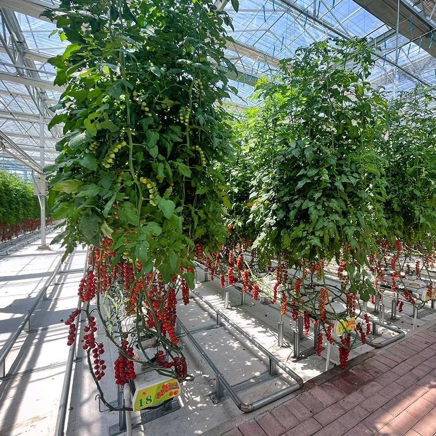 Tomato vines trained on strings inside a glass greenhouse
