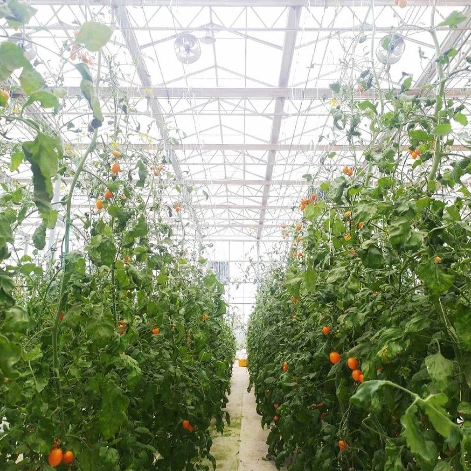 Tomato plants and ripening fruit under the roof of a panel greenhouse