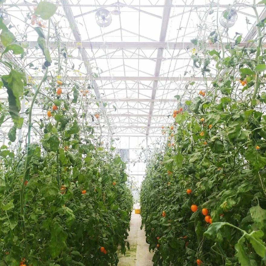 Tomato crop growing under a polycarbonate panel roof