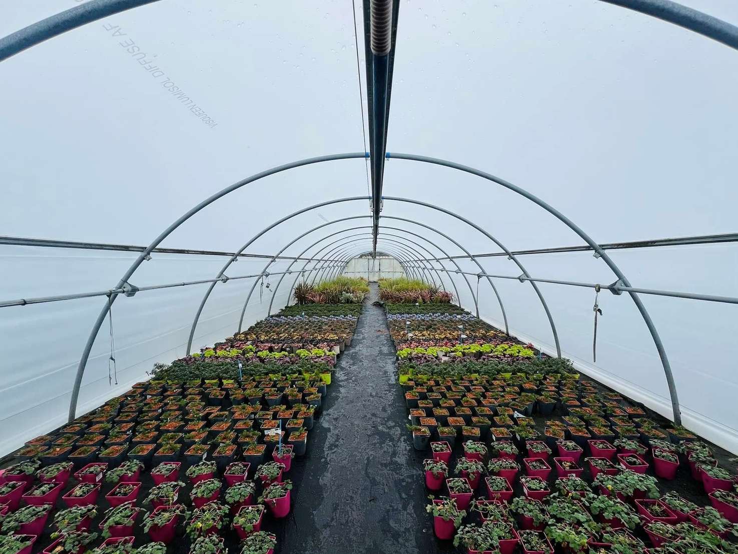 Flower beds in full colour under the arched roof of a film house