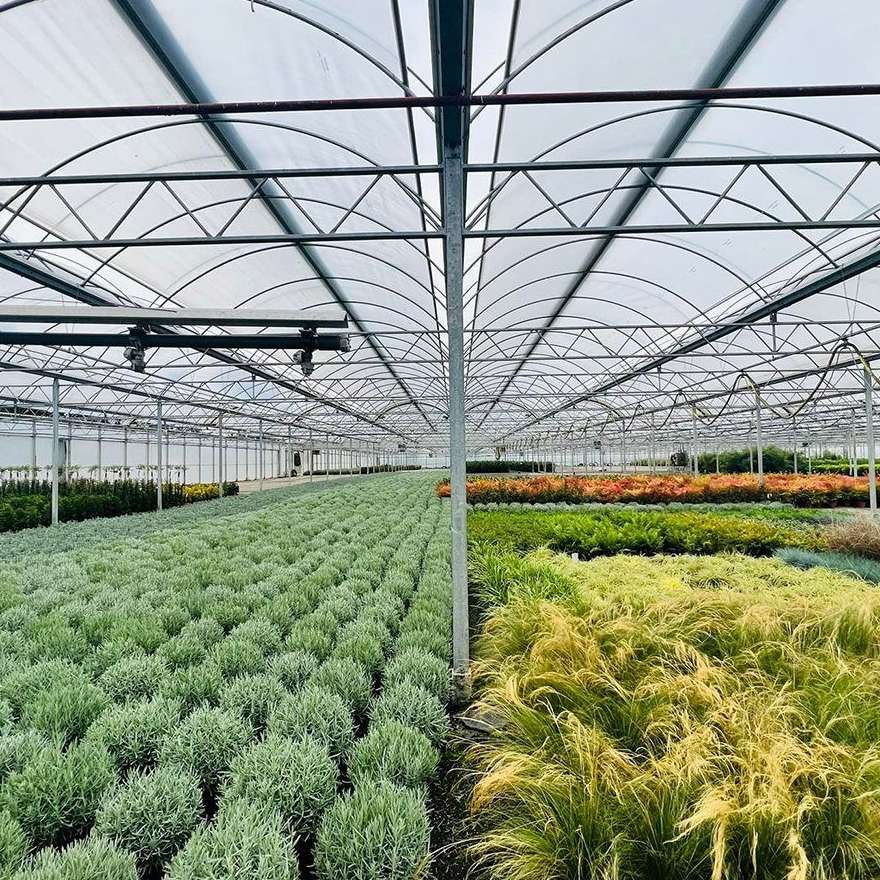 Vegetable beds running the length of a covered multi span bay