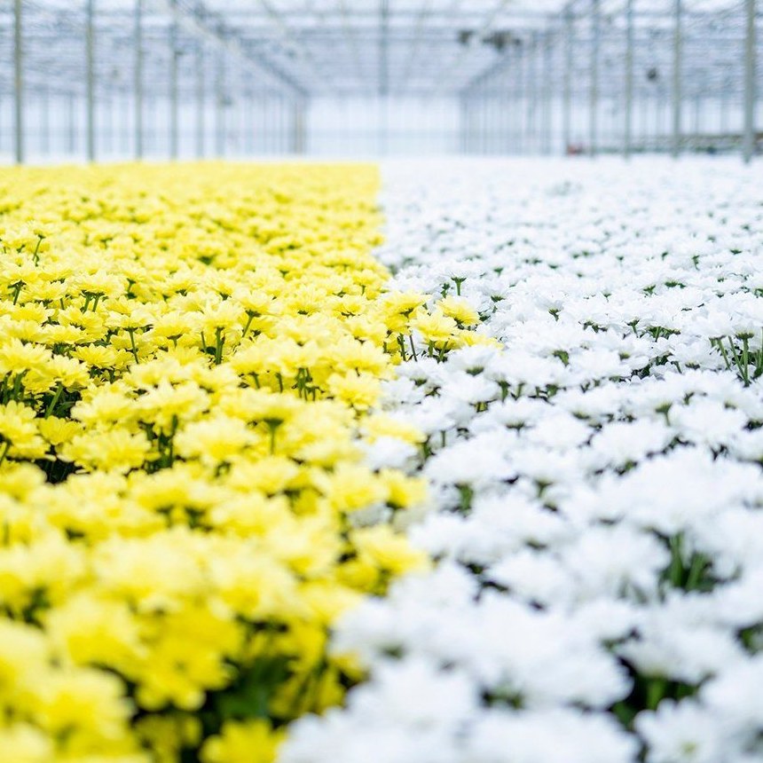 Beds of flowering plants in full colour under a covered greenhouse