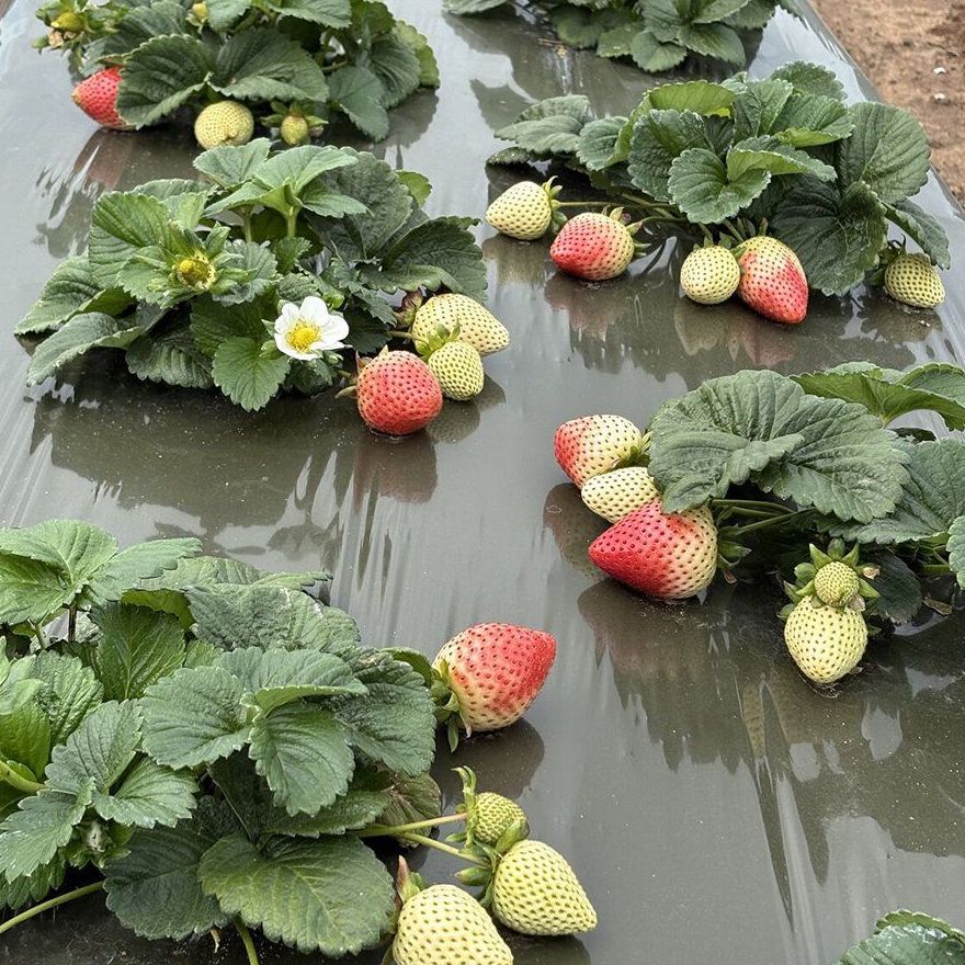 Plants growing in a trough inside a covered multi span greenhouse