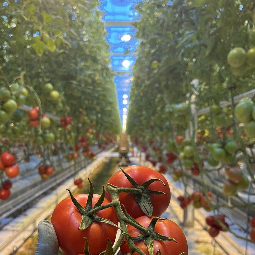 Crop rows running the length of a covered film greenhouse bay