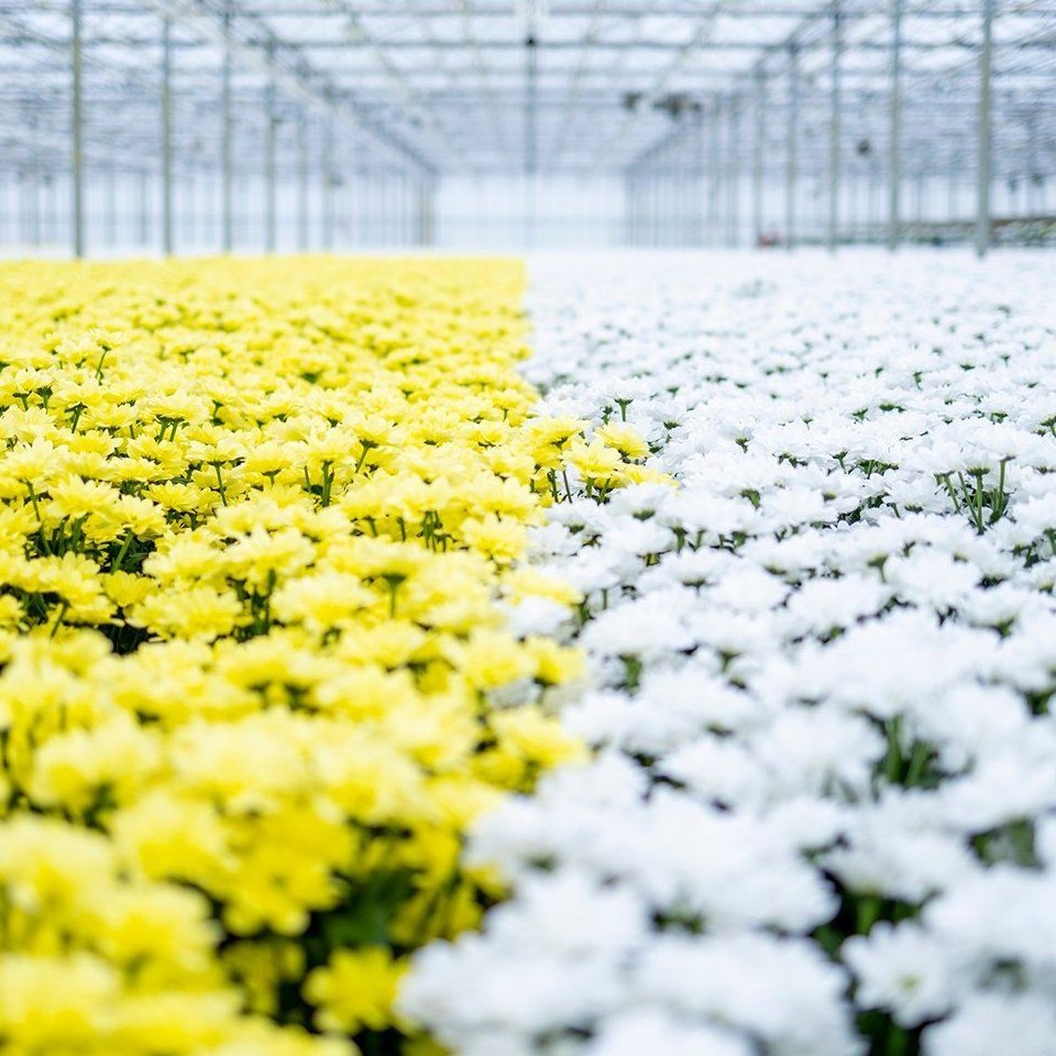 Energy Efficient Flower Greenhouse for Year Round Flower Cultivation