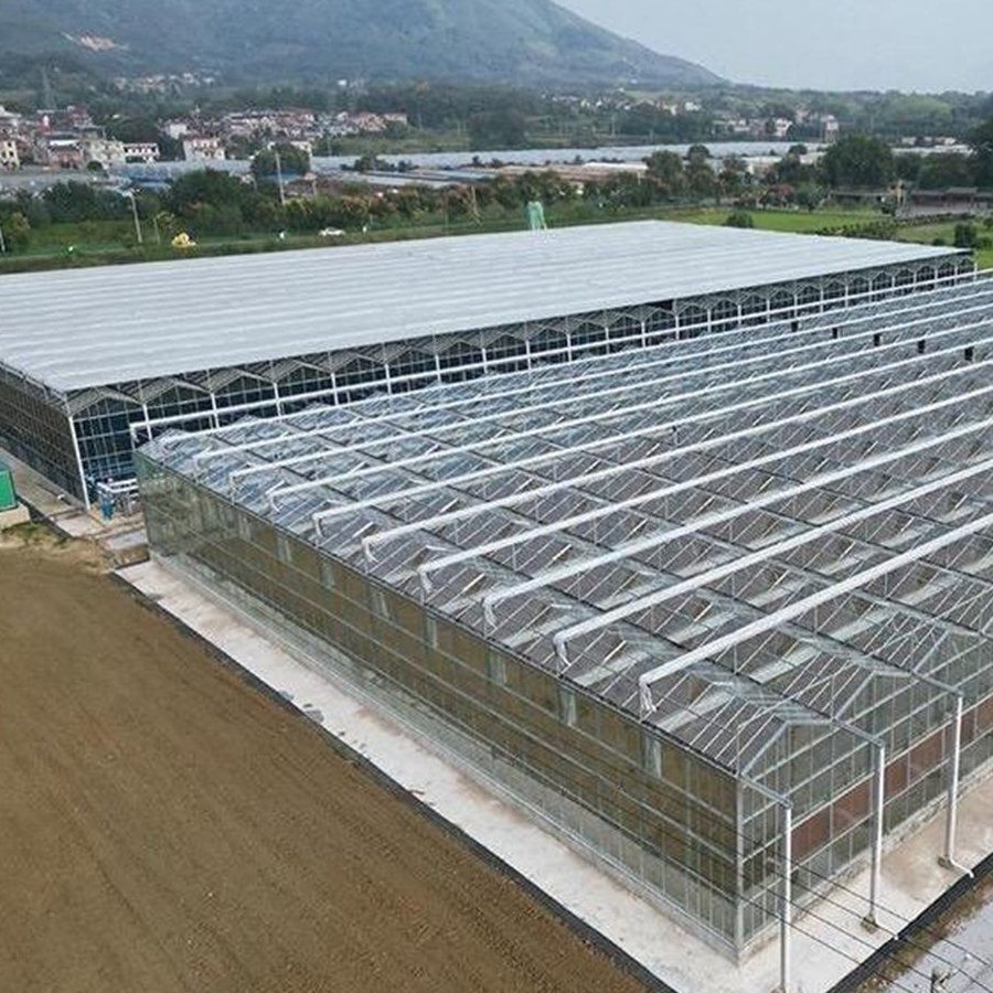 Wide range of multi span glass greenhouses in open farmland