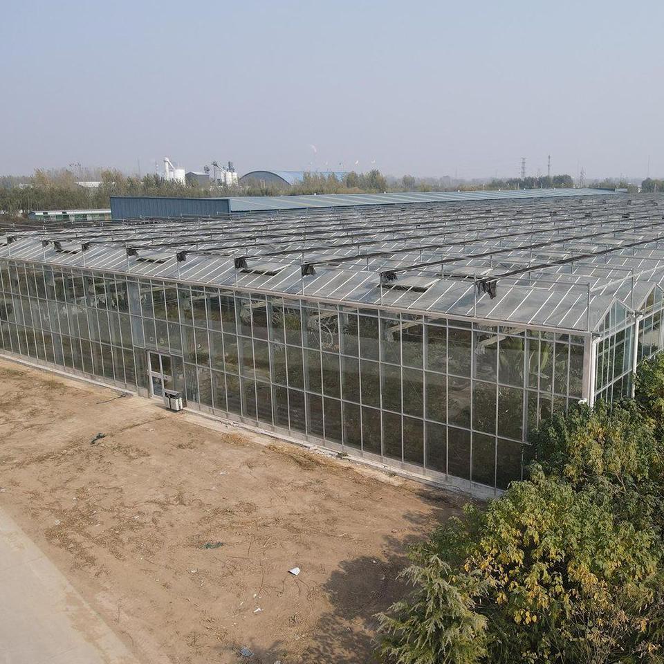 Long glass greenhouse range with ridge vents beside a road