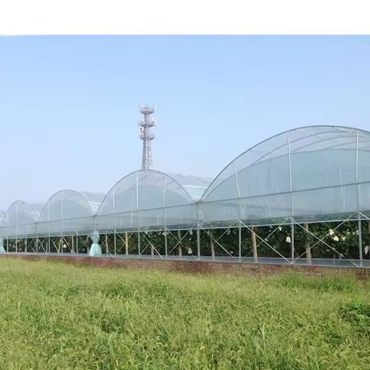 Multi span film greenhouses standing over a green field under a blue sky