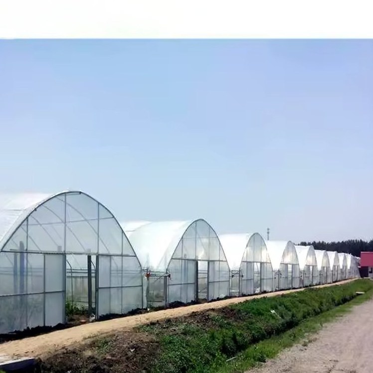 Row of arched film greenhouses beside a field track