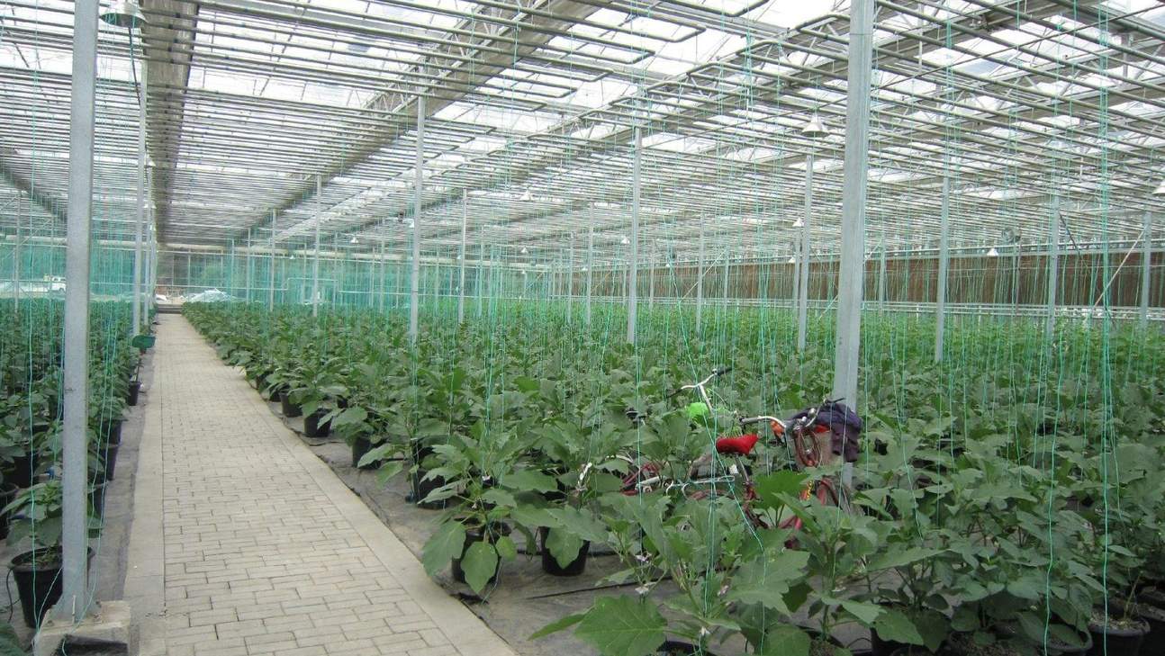 Central aisle between crop beds inside a polycarbonate greenhouse