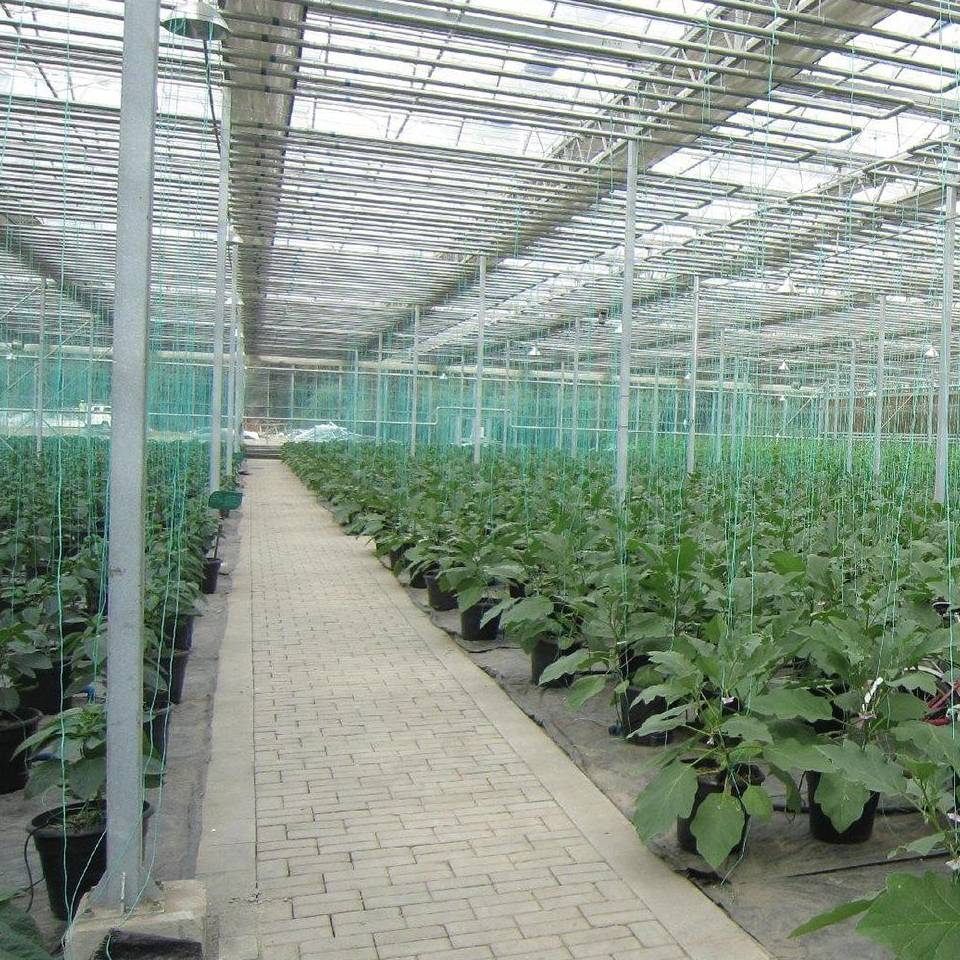 Crop beds and paved aisle under a polycarbonate greenhouse roof