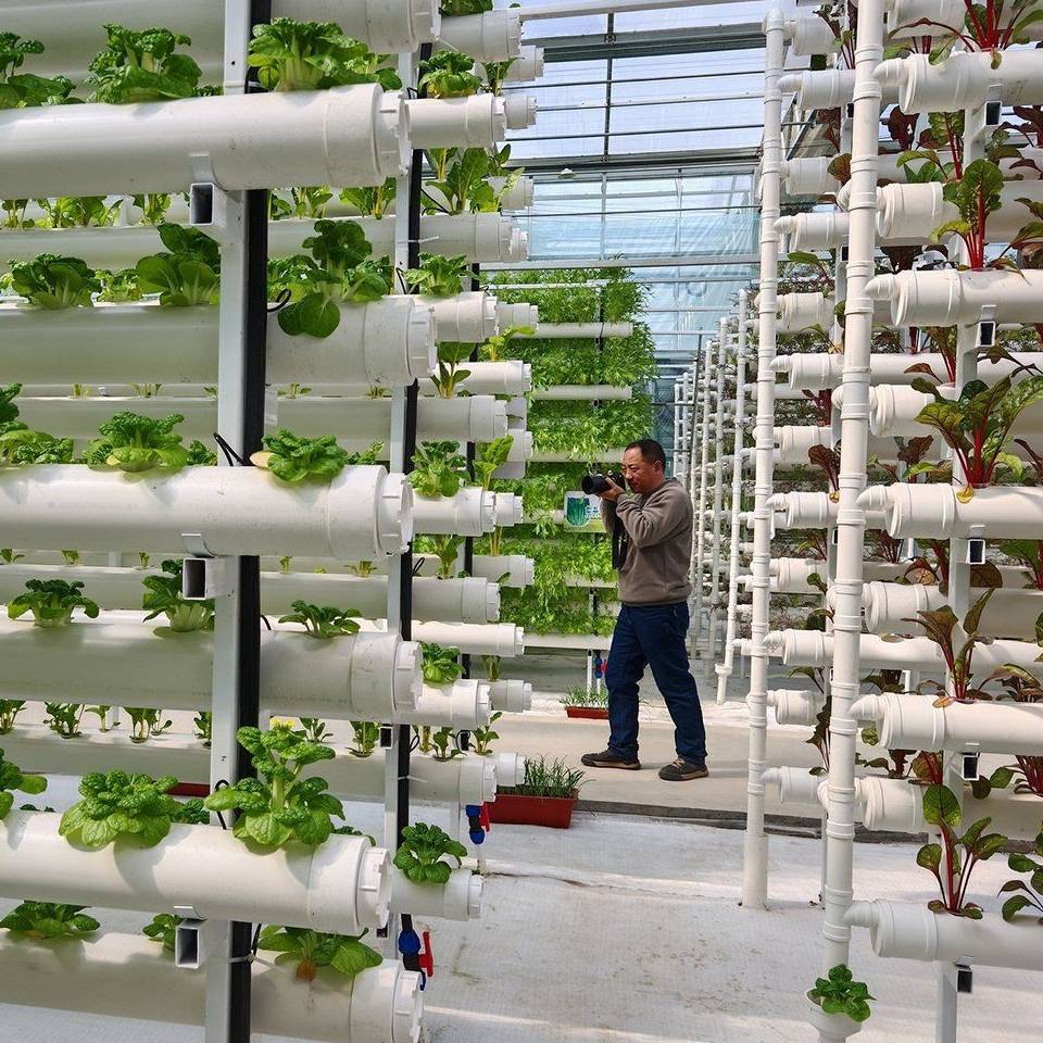 Vertical hydroponic towers with lettuce inside a polycarbonate greenhouse
