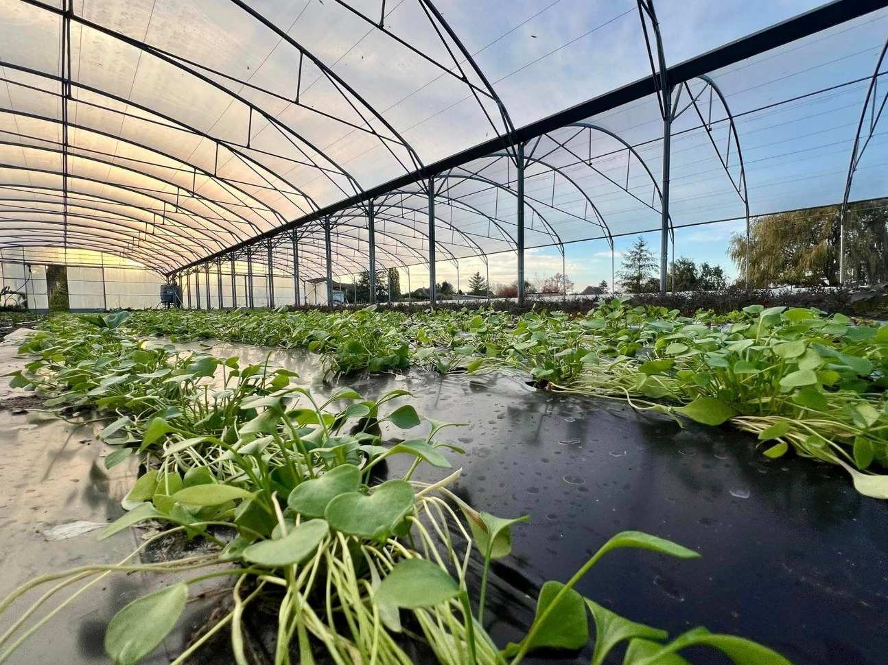 Interior of a multi span film greenhouse with crops growing in water beds