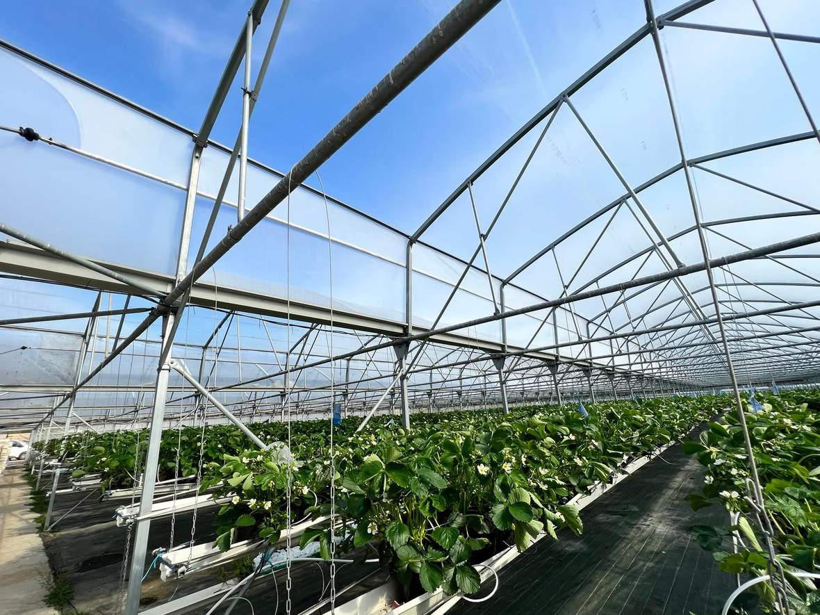 Rows of crops growing on benches inside a multi span film greenhouse