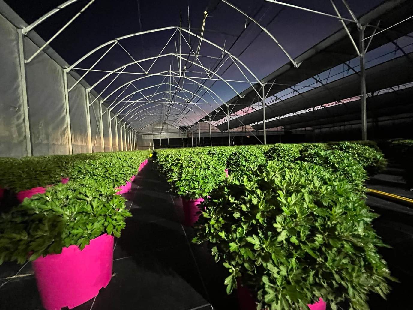 Potted crops under film in a multi span greenhouse grow out area