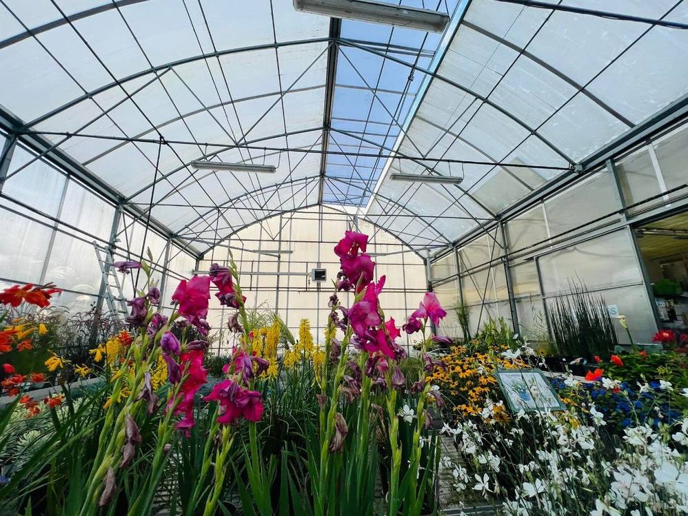Flowering plants and foliage growing under film inside a commercial greenhouse
