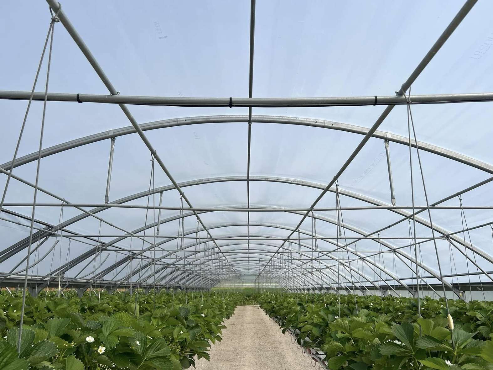 Long central path and arch frame inside a plastic film greenhouse