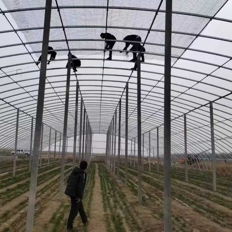 Workers fixing purlins overhead on a galvanized greenhouse frame