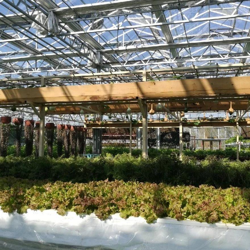 Crop rows growing under a polycarbonate panel roof