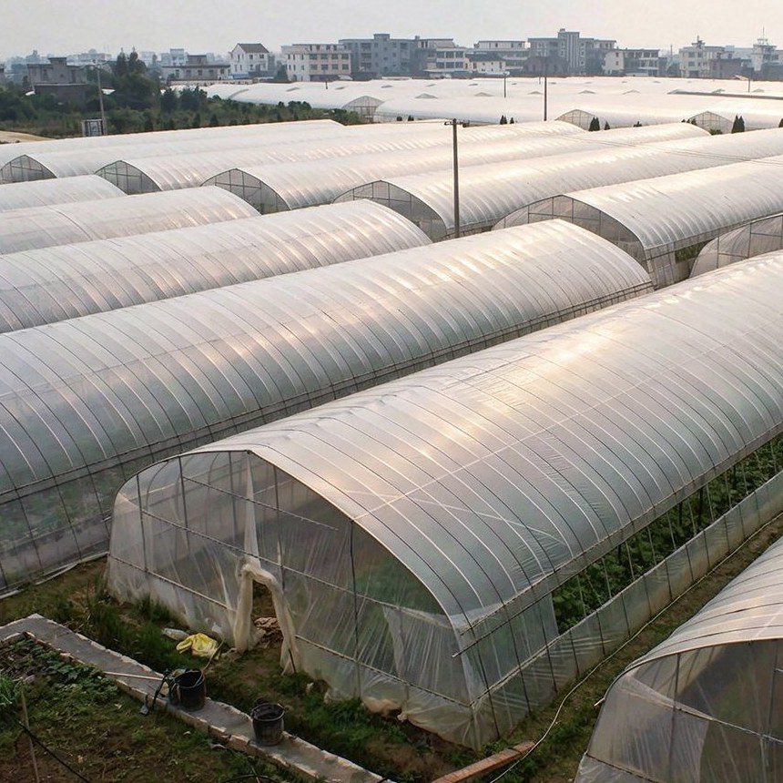 Aerial view of a block of film tunnel greenhouses across farmland