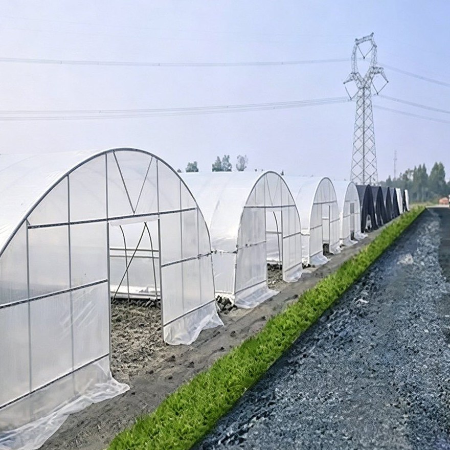 Long row of film tunnel greenhouses along a field boundary