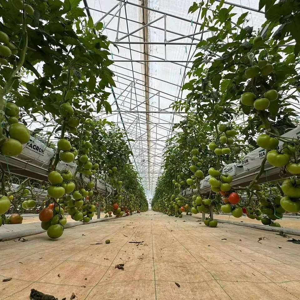1000 m2 Commercial Plastic Film Tunnel Greenhouse for Tomato Growing